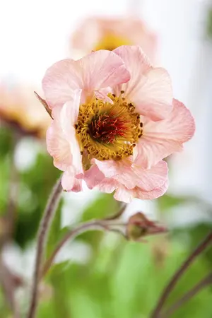 Geum 'Banana Daiquiri' - 2 Ltr pot - image 1