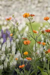 Geum 'Banana Daiquiri' - 2 Ltr pot - image 2