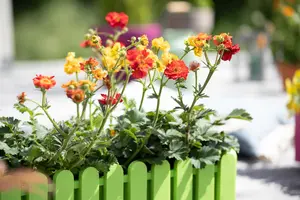 Geum 'Banana Daiquiri' - 2 Ltr pot - image 3