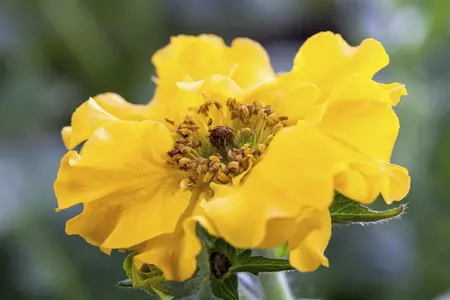 Geum chil. 'Lady Stratheden' - 2 Ltr pot