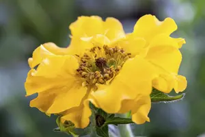 Geum chil. 'Lady Stratheden'