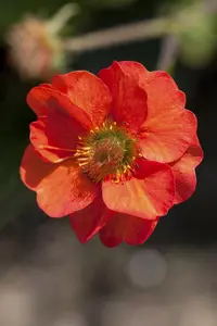 Geum chil. 'Mrs Bradshaw'