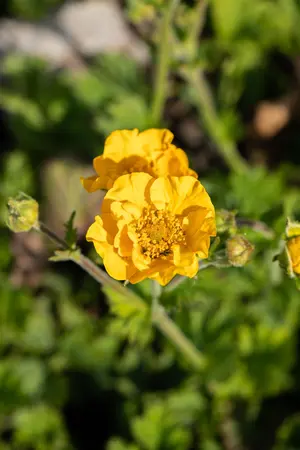 Geum chiloense 'Goldball' - 1.5 Ltr pot - image 5