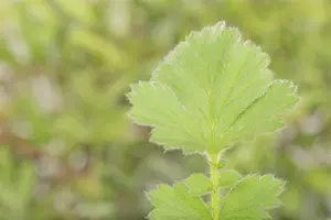 Geum chiloense 'Goldball' - 1.5 Ltr pot - image 2