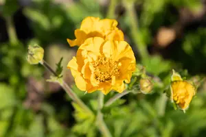 Geum chiloense 'Goldball' - 1.5 Ltr pot - image 4