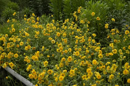 Geum chiloense 'Goldball' - 1.5 Ltr pot - image 3