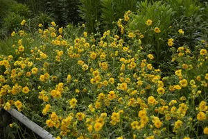 Geum chiloense 'Goldball' - 1.5 Ltr pot - image 3