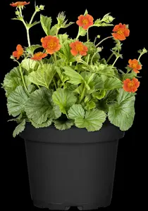 Geum coccineum 'Borisii' - P9 - image 5