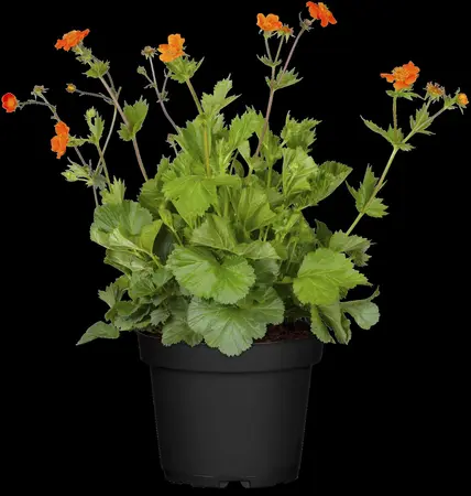 Geum coccineum 'Borisii' - P9 - image 2