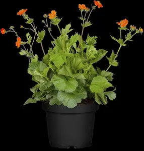 Geum coccineum 'Borisii' - P9 - image 2