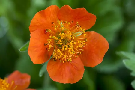 Geum coccineum 'Borisii' - P9 - image 3