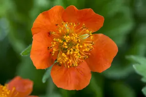 Geum coccineum 'Borisii' - P9 - image 3