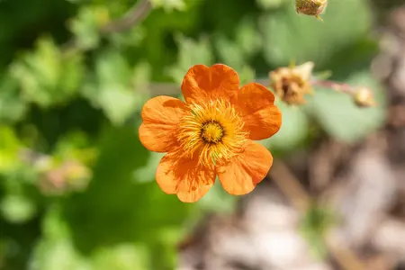 Geum coccineum 'Borisii' - 1.5 Ltr pot - image 3