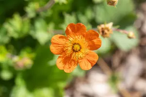 Geum coccineum 'Borisii' - 1.5 Ltr pot - image 3