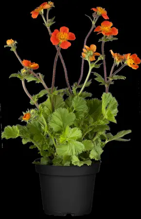 Geum coccineum 'Borisii' - P9 - image 4