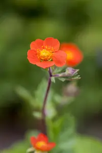 Geum coccineum 'Koi' - P13 - image 2