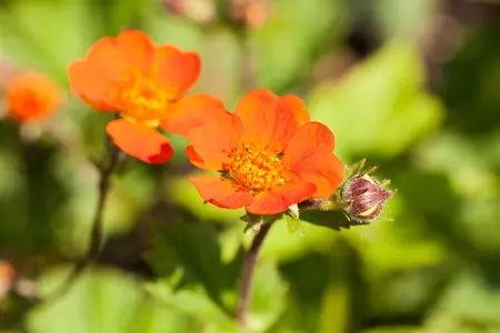 Geum coccineum 'Koi' - P13 - image 3