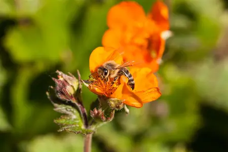 Geum coccineum 'Koi' - P13 - image 4