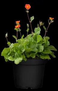Geum coccineum 'Koi'