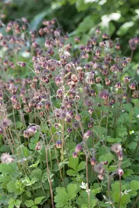 Geum rivale - 2 Ltr pot - image 4