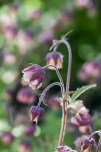 Geum rivale - 2 Ltr pot - image 5