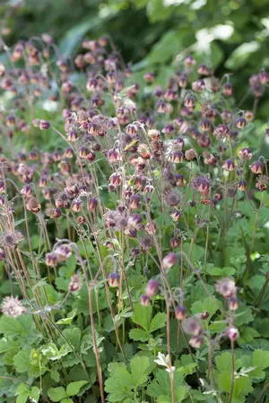 Geum rivale - 17 cm aquatic basket - image 4