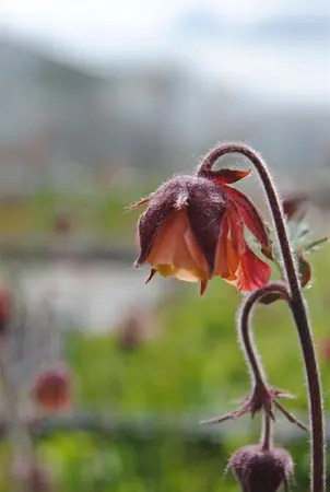 Geum rivale - 17 cm aquatic basket - image 1