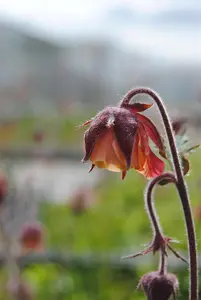 Geum rivale - 17 cm aquatic basket - image 1