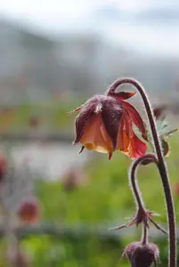 Geum rivale - P11 - image 5