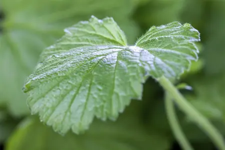 Geum rivale - 2 Ltr pot - image 3
