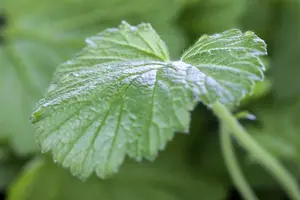 Geum rivale - 2 Ltr pot - image 3