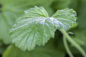 Geum rivale - P11 - image 2