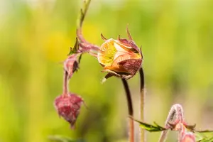 Geum rivale - P11 - image 5