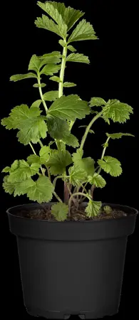 Geum rivale - 2 Ltr pot - image 2