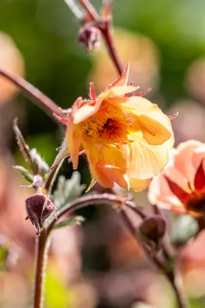 Geum rivale 'Mai Tai' - 2 Ltr pot - image 3