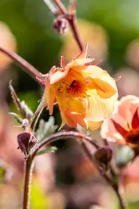 Geum rivale 'Mai Tai' - 2 Ltr pot - image 3