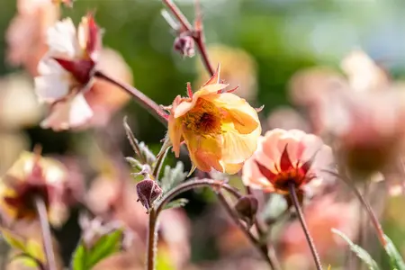 Geum rivale 'Mai Tai' - 2 Ltr pot - image 2