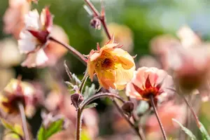 Geum rivale 'Mai Tai' - 2 Ltr pot - image 2