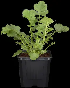 Geum 'Tempo Rose' - 2 Ltr pot - image 2