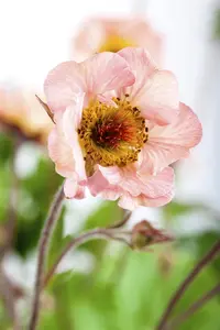 Geum 'Tempo Yellow'