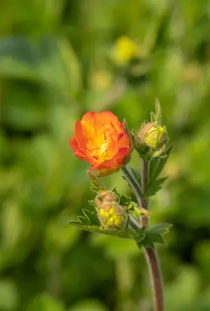 Geum 'Totally Tangerine' - P9 - image 5