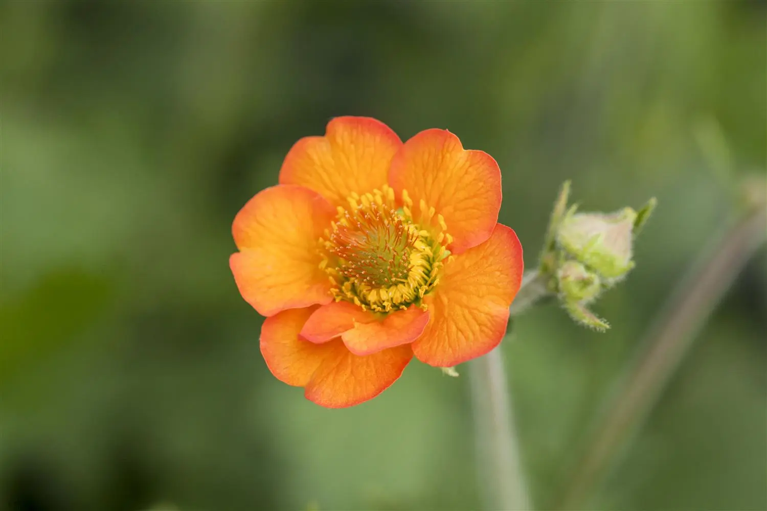 Geum Totally Tangerine 2 Ltr Pot geum-totally-tangerine-2-ltr-pot