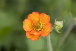 Geum 'Totally Tangerine'