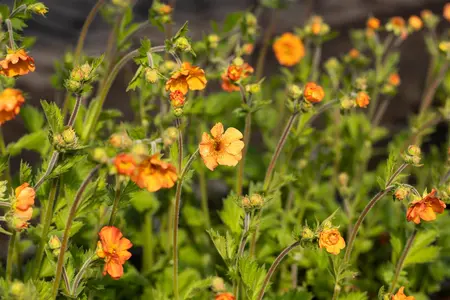 Geum 'Totally Tangerine' - P9 - image 2