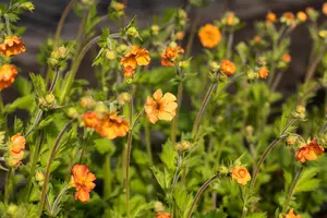 Geum 'Totally Tangerine' - P9 - image 2