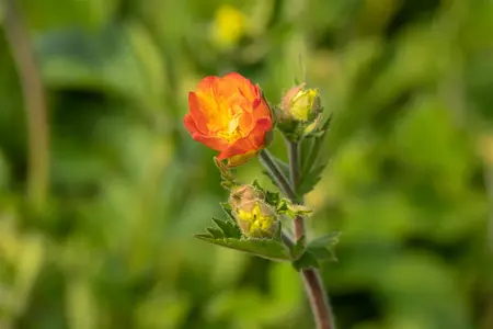 Geum 'Totally Tangerine' - P9 - image 4