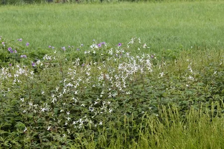 Gillenia trifoliata - 1.5 Ltr pot