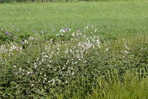 Gillenia trifoliata