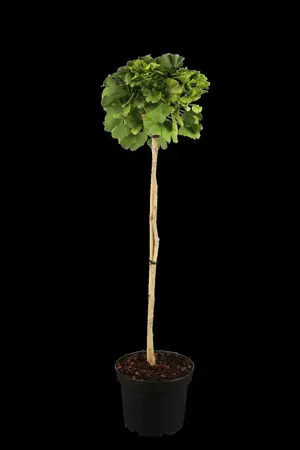 GINKGO BILOBA 15L - image 1