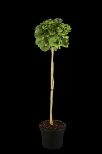 GINKGO BILOBA